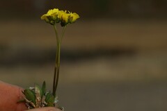 Draba alpina