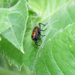 Rhodobaenus quinquepunctatus