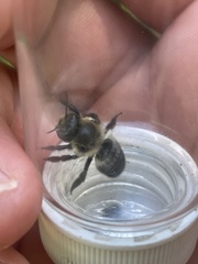 Megachile gemula