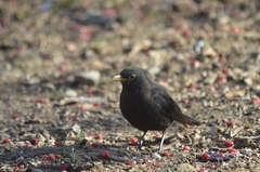 Turdus mandarinus