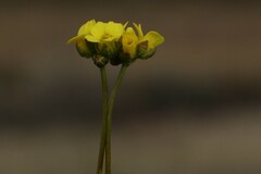 Draba alpina