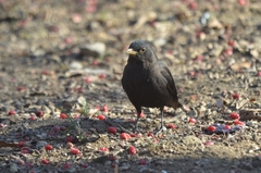 Turdus mandarinus
