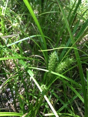 Carex lupuliformis