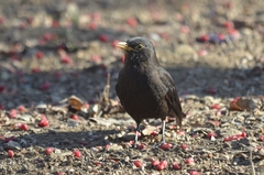 Turdus mandarinus