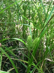 Carex lupuliformis