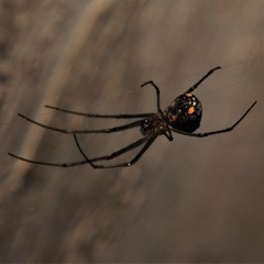 Leucauge regnyi
