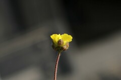 Draba alpina