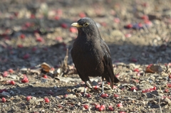 Turdus mandarinus