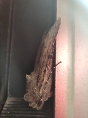 Peridroma saucia