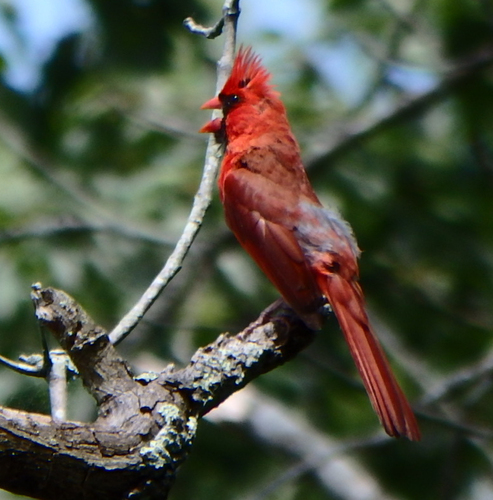Northern Cardinal photographed in Virginia
