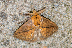 Susica pygmaea