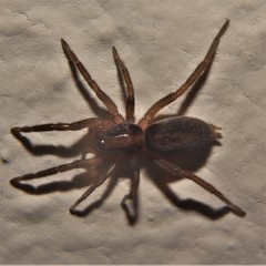 Teminius insularis