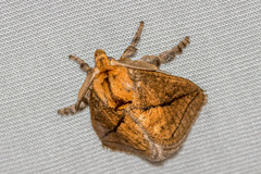 Susica pygmaea
