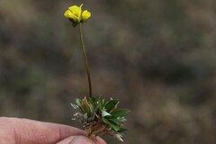 Draba alpina