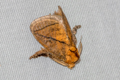 Susica pygmaea