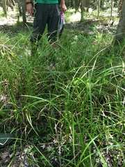 Carex lupuliformis