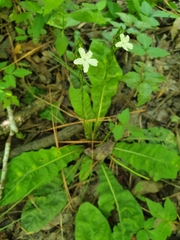 Elytraria caroliniensis