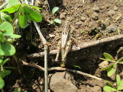 Psoloessa brachyptera