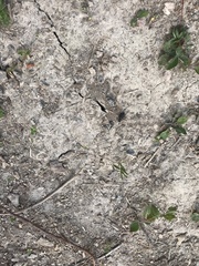 Cicindela longilabris