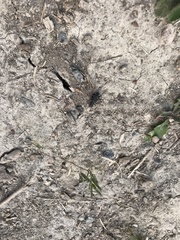 Cicindela longilabris