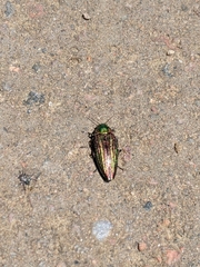Buprestis aurulenta