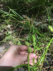 Carex louisianica