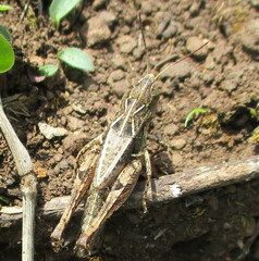 Psoloessa brachyptera