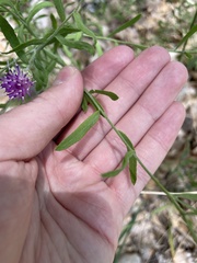 Leuzea repens