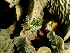 Mithraculus sculptus