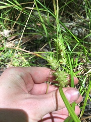 Carex louisianica