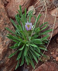 Townsendia grandiflora
