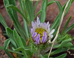 Townsendia grandiflora
