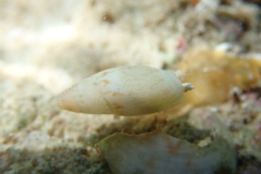 Olivella nivea