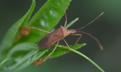 Chondrocera laticornis