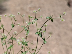 Galium multiflorum