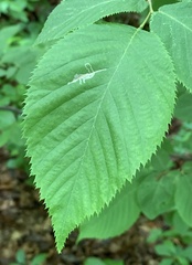 Caloptilia ostryaeella