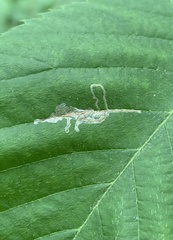 Caloptilia ostryaeella