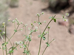 Galium multiflorum