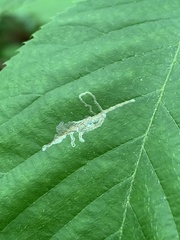 Caloptilia ostryaeella