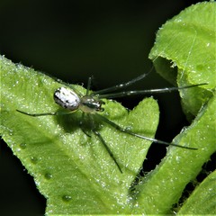Leucauge regnyi