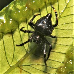 Witica crassicauda