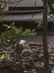 Cardinalis cardinalis cardinalis