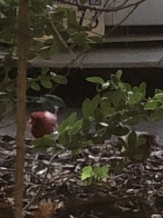 Cardinalis cardinalis cardinalis