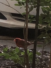 Cardinalis cardinalis cardinalis
