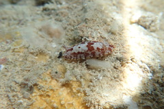 Aphelodoris antillensis