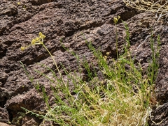 Cymopterus petraeus