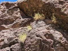 Cymopterus petraeus