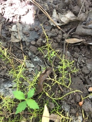 Proserpinaca pectinata