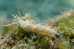Dondice occidentalis