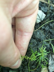 Proserpinaca pectinata